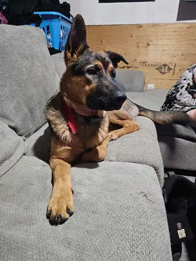 6 month old puppy in Dogs & Puppies for Rehoming in Ontario