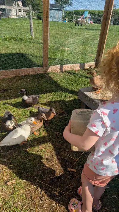 call ducks, View more