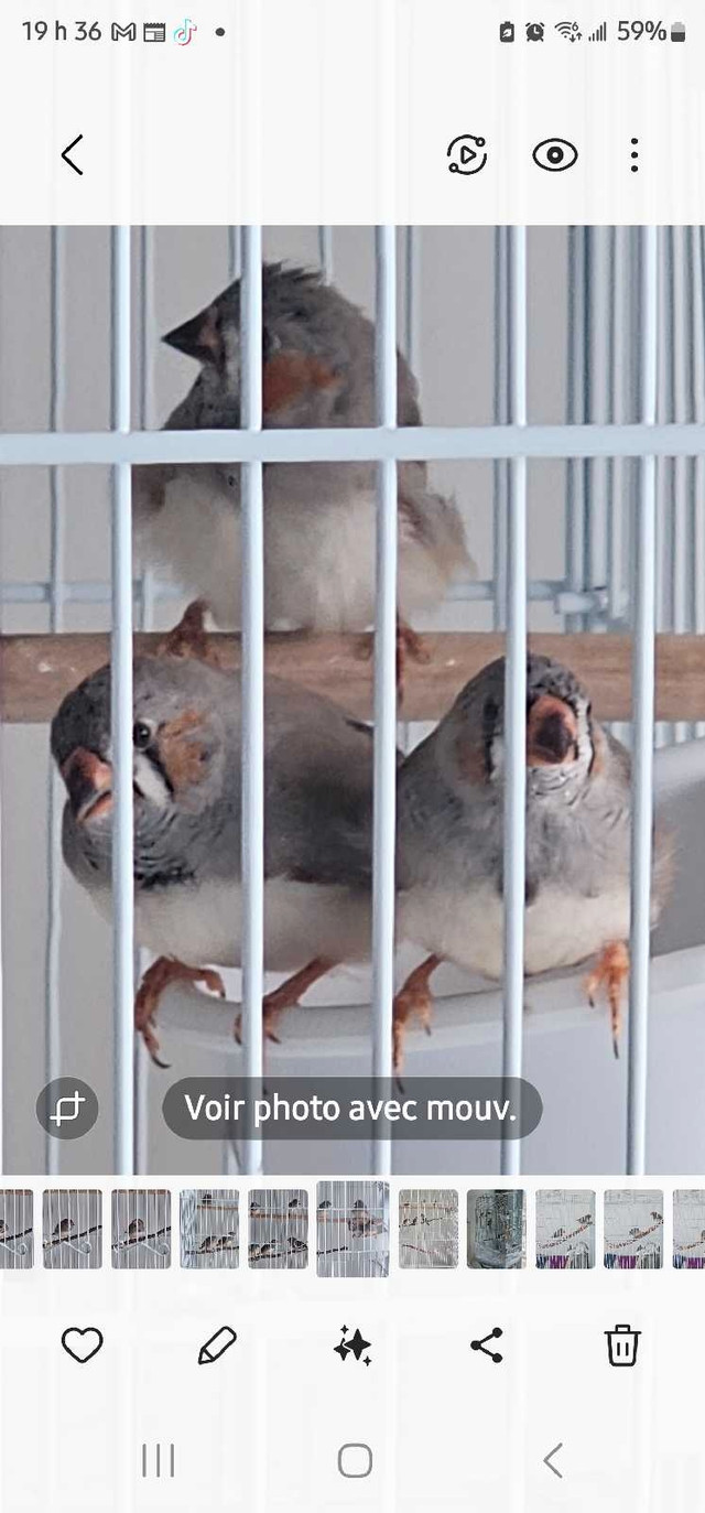 Jeunes pinsons  mandarins du printemps dans Oiseaux à adopter  à Saint-Jean-sur-Richelieu