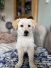 Paws for Love dog rescue has 5 mixed breed pups up for adoption