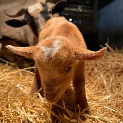 Baby Goats, View more