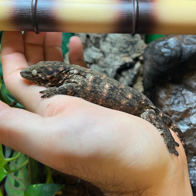 Gecko Leachie Nuu Ana Juvénile dans Reptiles et amphibiens à adopter  à Ville de Montréal - Image 2