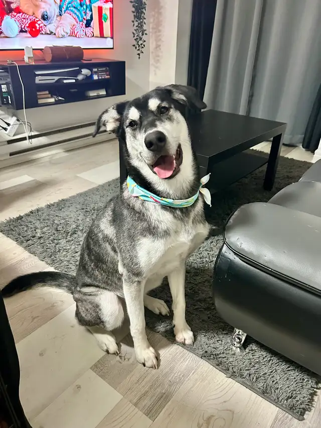 Husky-Lab Mix in Dogs & Puppies for Rehoming in City of Toronto - Image 2