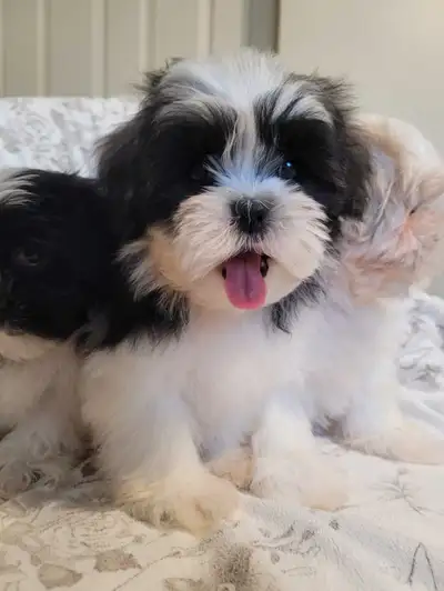 Shih Apso Puppies, 2 Left  **READY TO GO**, View more
