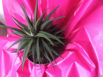 I 6” pot about 7” tall right for summer with lasting memories. $ 30 firm Pick up n postal code area...