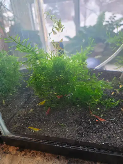 Wild type shrimp, View more