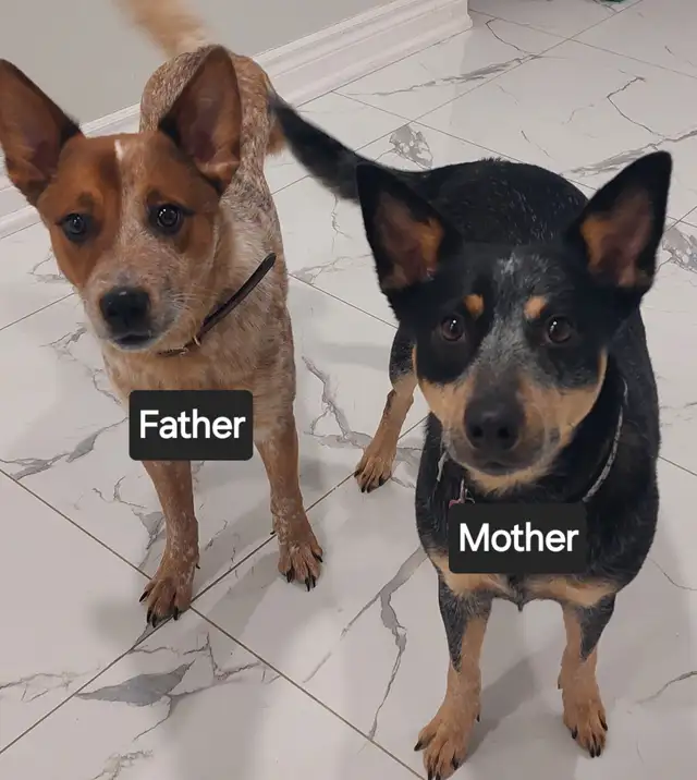 FULL breed australian cattle puppies (blue&red heeler) for sale in Dogs & Puppies for Rehoming in Mississauga / Peel Region - Image 5
