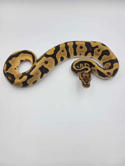 od leo het hypo ph clown , View more