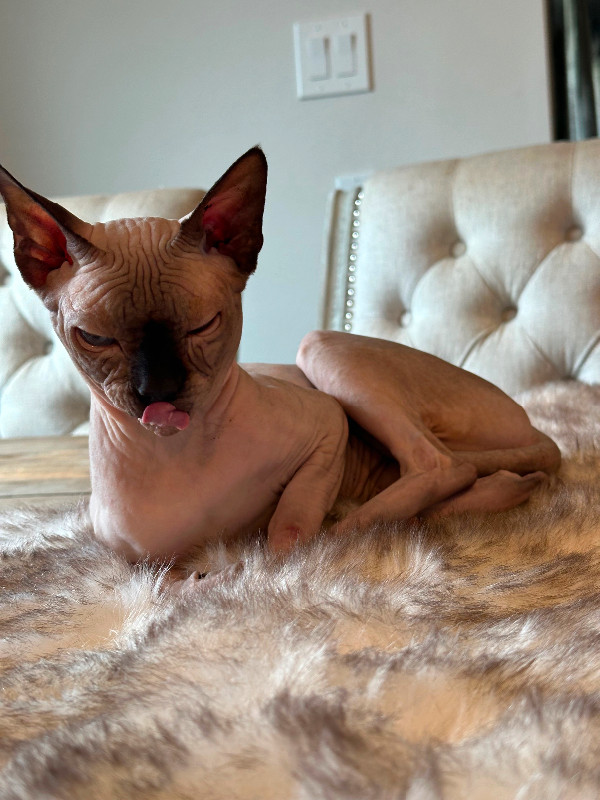 Intact male sphynx in Cats & Kittens for Rehoming in St. Albert - Image 3