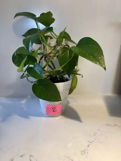 Large “PATHOS PLANTS” - Easy to Grow, View more