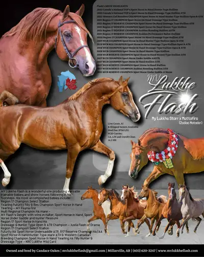 Stunning Arabian Stallion AT STUD- Champion Producing , View more