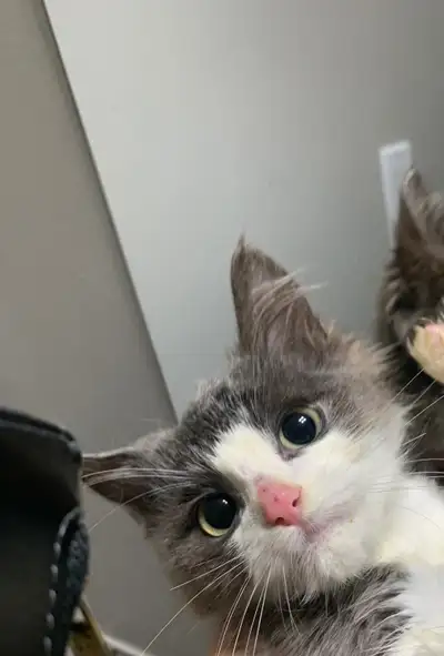 Beautiful Kitten and Cats On Sale Mixed Main Coon, View more