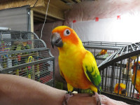 **FULLY WEANED HANDFED BABY SUN CONURES**W/CARE PACKAGE**