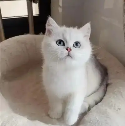 Purebred British Shorthair kitten, View more