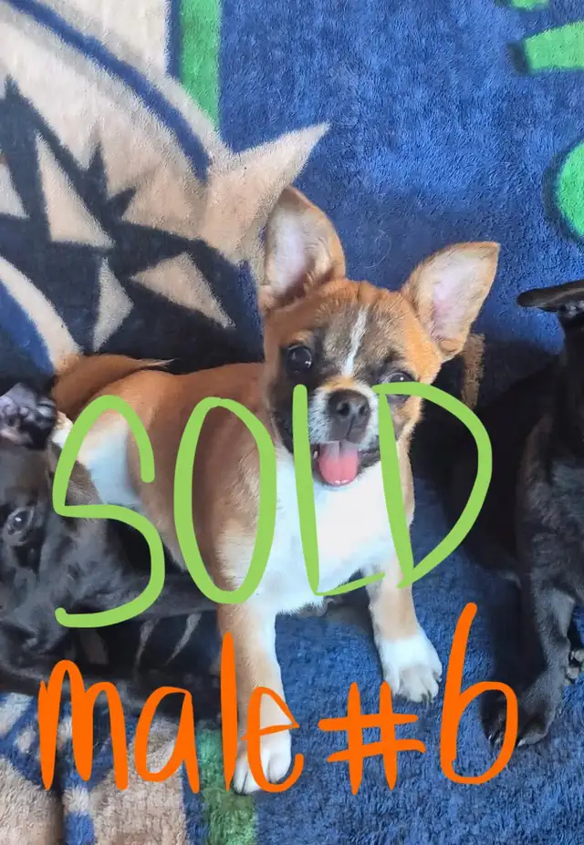 GOING FAST adorable, trained pups looking for new homes | Dogs ...