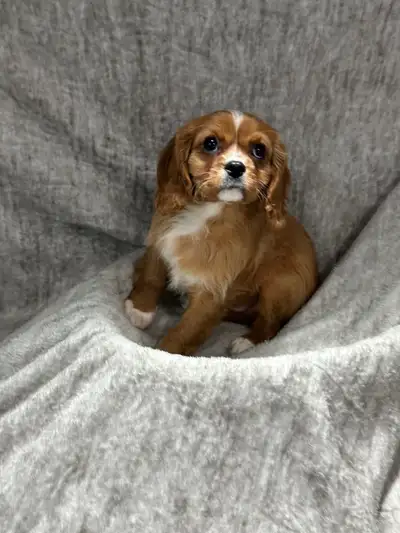 King Charles Cavalier Puppies ready to be loved to their forever new homes. All puppies have very lo...