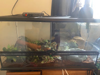 Male Ball Python with Tank/Accessories 