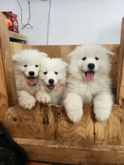 Samoyede, View more