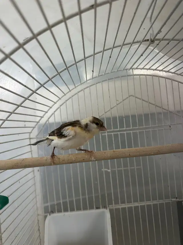 make canary’s  in Birds for Rehoming in Calgary - Image 4