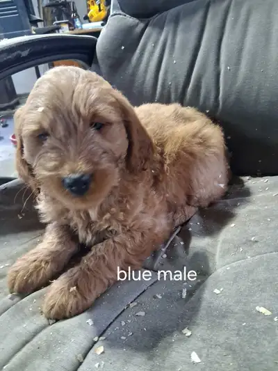 Golden doodle puppies, View more