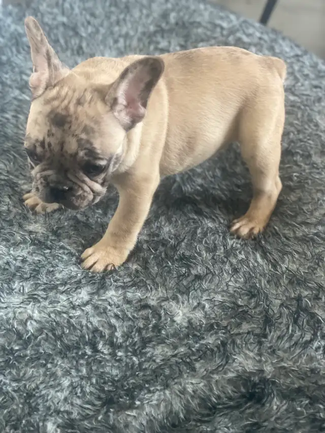 chiot bulldog français, frenchie puppies in Dogs & Puppies for Rehoming in City of Montréal - Image 9