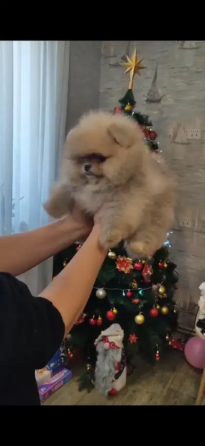 Pomeranian, View more