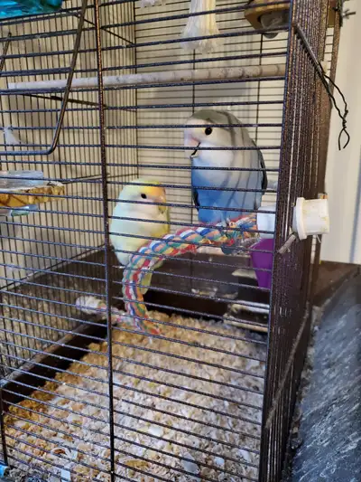 Deux inséparables roseicollis à vendre avec cage et accessoires, View more