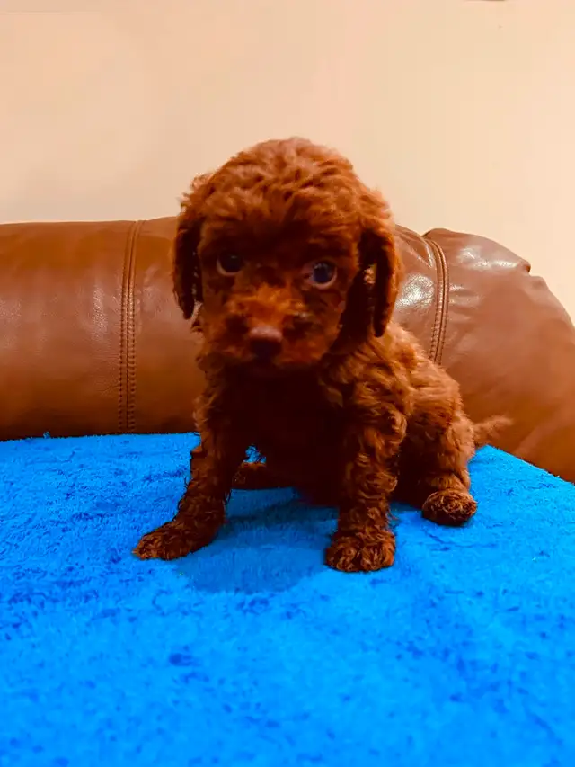 DARK RED toy poodle puppy / caniche toy rouge foncé chiot in Dogs & Puppies for Rehoming in Laval / North Shore - Image 3