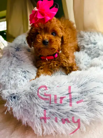 Adorable Maltipoo Puppies Ready to Join Their “Fur-Ever” Home❣️, View more