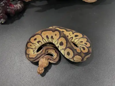 Baby clown ball python, View more