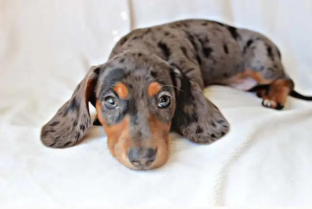 Miniature Dachshund puppy male in Dogs & Puppies for Rehoming in Calgary - Image 4
