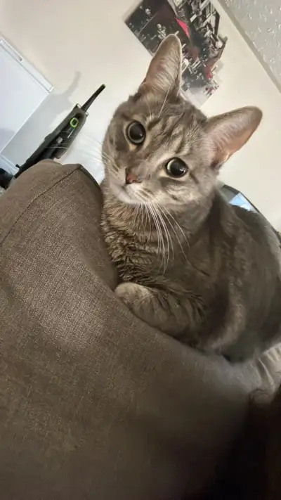 Fixed male cat looking for a new home, he is very sweet but can be scared easily. Does great with ki...