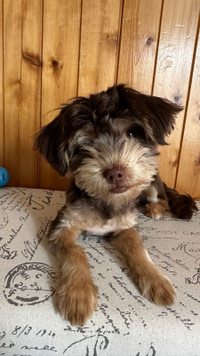 Yorkie to rehome 