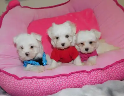 Tiny toy Maltes Puppy, View more