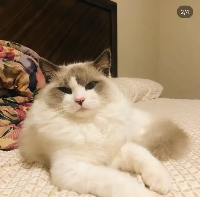 Exceptional Blue Bicolor Ragdoll Boy – Now Available