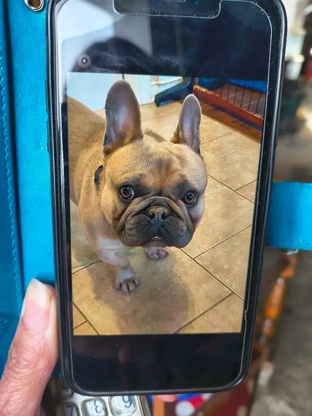 French Bulldog Lost in Buckingham, QC