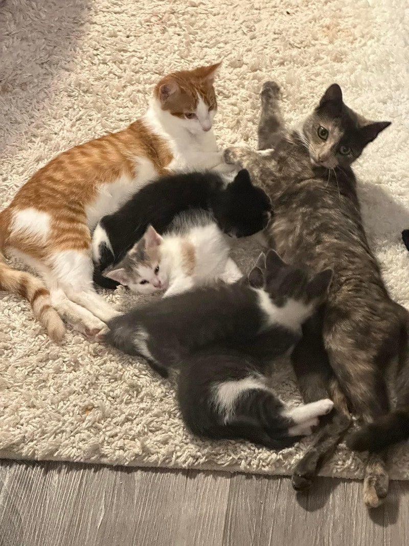 All pending homes Kittens free to good home Cats & Kittens for