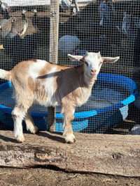 2 female Boer fainter goats 