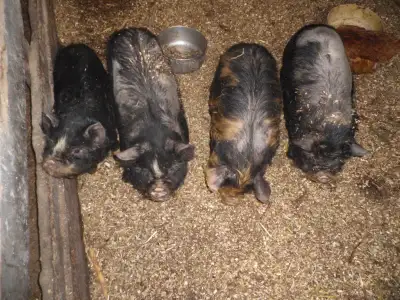 Kunekune Gilt and Boar, View more