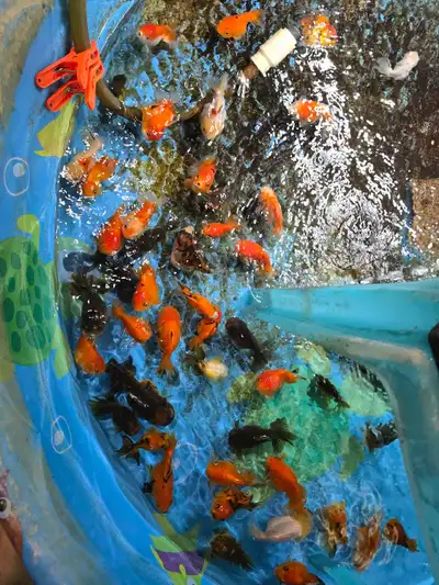 oranda f1 a vendre 514-451-8438 oranda goldfish discus aquarium.