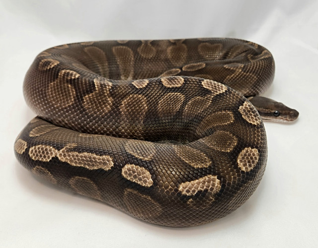 GHI Enchi HRA Adult Female in Reptiles & Amphibians for Rehoming in Oshawa / Durham Region