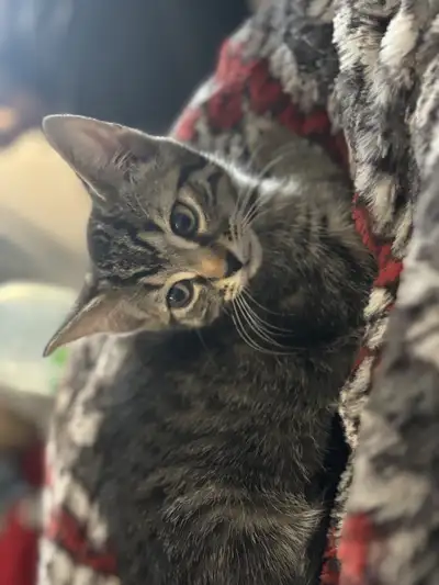 highland lynx X domestique, View more