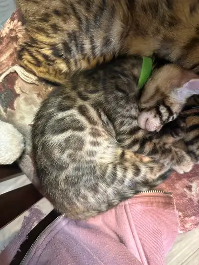 1 bb bengal mâle, View more