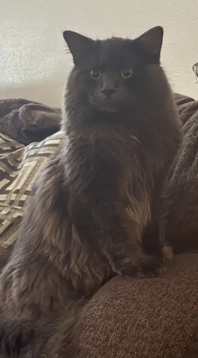 Chaton gris foncé à poils longs, View more