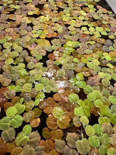 Red Root Floaters, View more