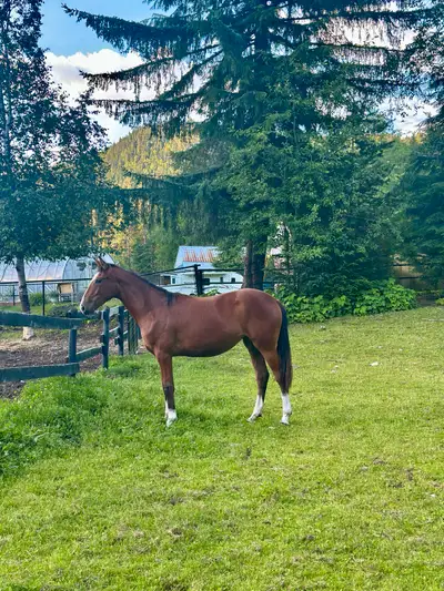 Warmblood Filly, View more