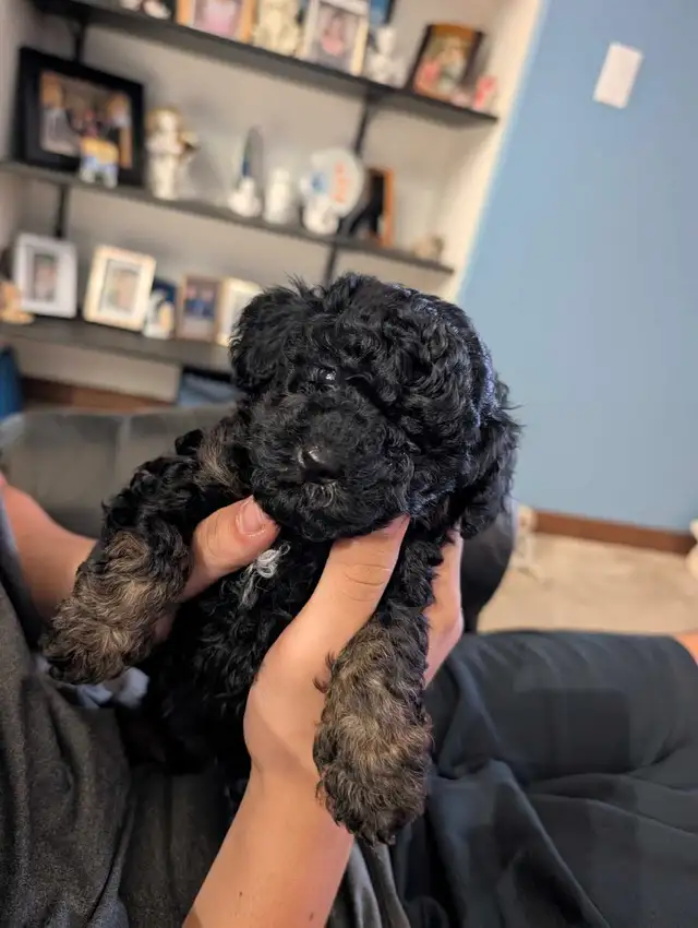 Miniature Toy Poddle in Dogs & Puppies for Rehoming in Winnipeg - Image 2