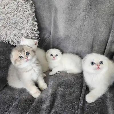 Exciting news! We have a new litter of Scottish Fold kittens—4 sweet girls—born from a British dad a...