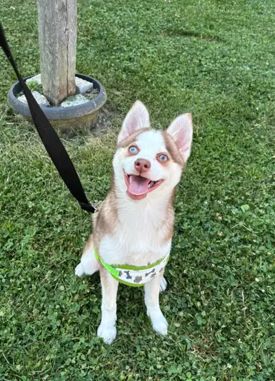 Pomsky Male Puppy Fully Vaccinated, View more