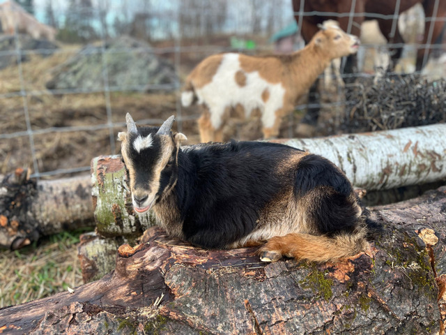 Dwarf goats in Livestock in Renfrew